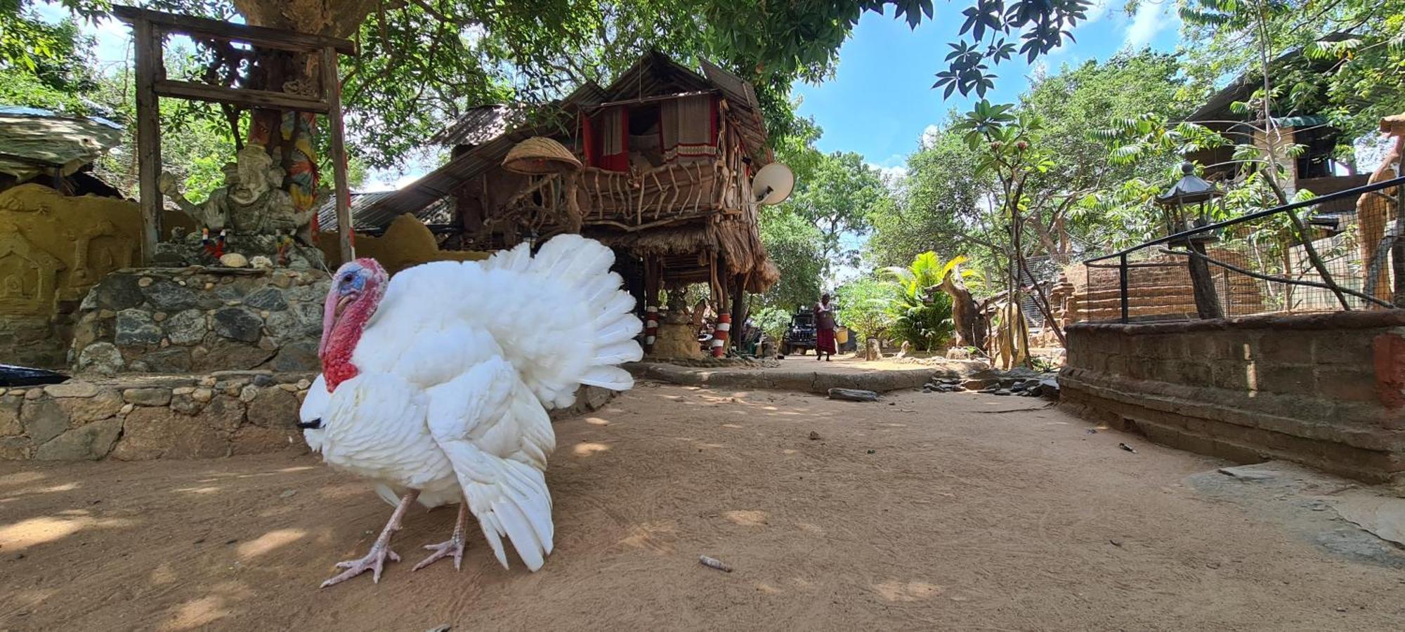 Humbhaha jungle nature eco resort Kataragama Exterior foto