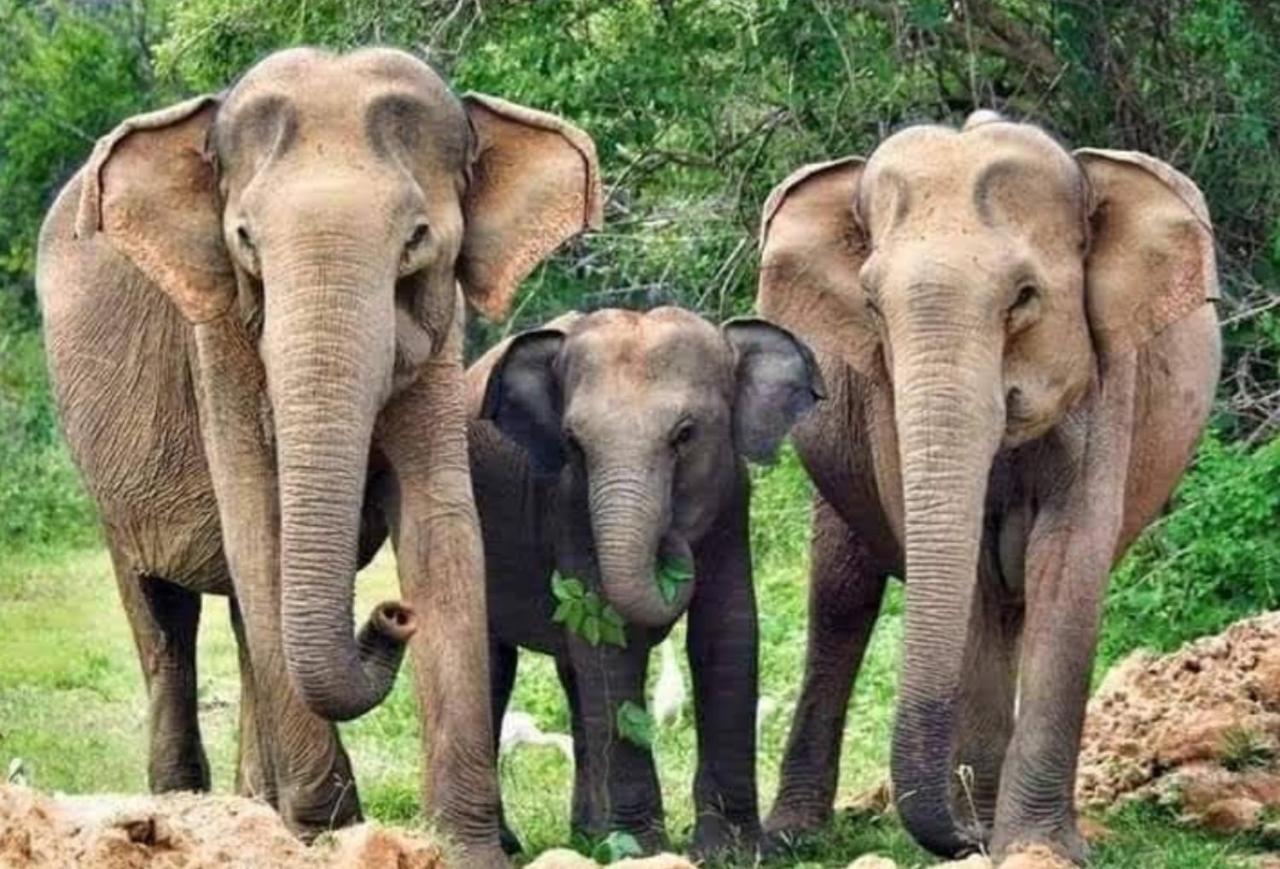 Humbhaha jungle nature eco resort Kataragama Exterior foto