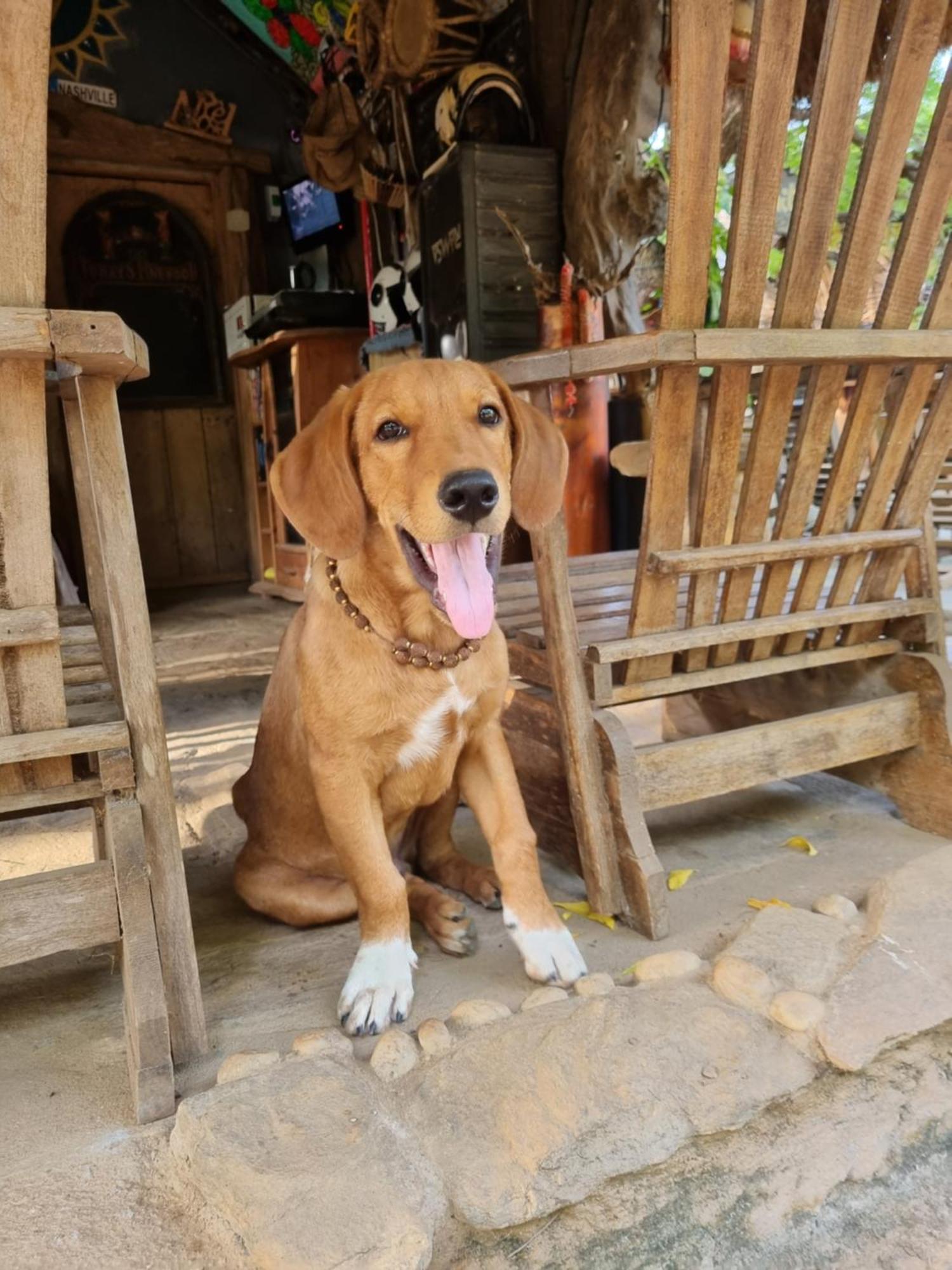 Humbhaha jungle nature eco resort Kataragama Cameră foto