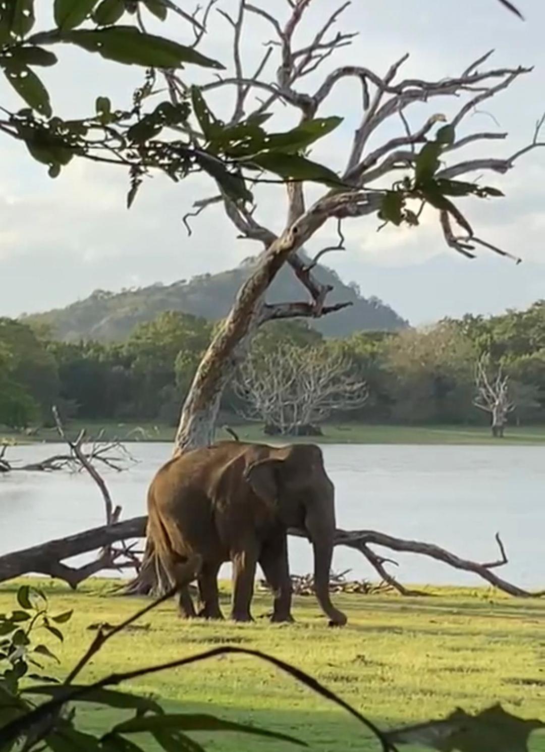 Humbhaha jungle nature eco resort Kataragama Exterior foto