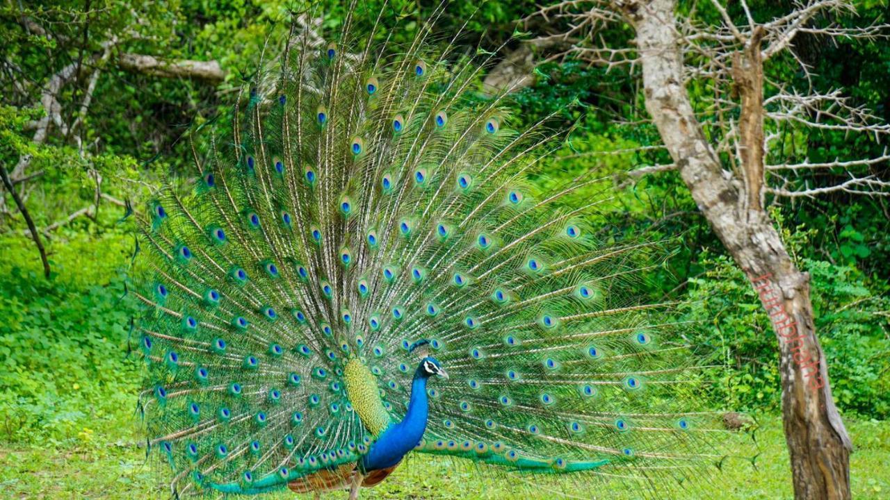 Humbhaha jungle nature eco resort Kataragama Exterior foto